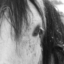 horse closeup source image